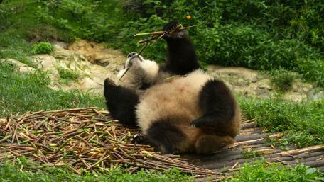 Playful Giant Panda Enjoying a Snack in the Wild wallpaper