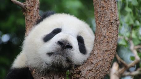 Adorable Giant Panda Relaxing in a Tree wallpaper