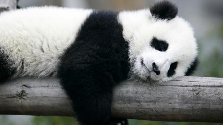 Adorable Giant Panda Resting on a Log wallpaper