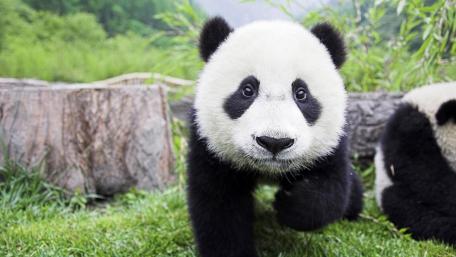 Adorable Panda Cub in Nature Scene wallpaper