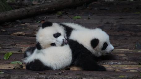 Panda Cub Playtime in the Forest Floor wallpaper