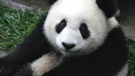 Cute Giant Panda Relaxing on Grass in 4K Wallpaper wallpaper