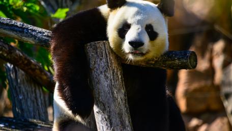 Gentle Giant Relaxing on a Tree Branch wallpaper