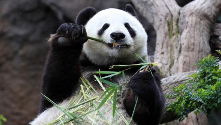 Panda Enjoying Bamboo Snack in Nature wallpaper