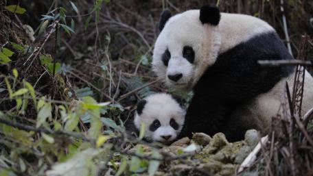 Majestic Pandas in Their Natural Habitat wallpaper