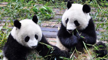 Pandas Enjoying Their Bamboo Feast Together wallpaper