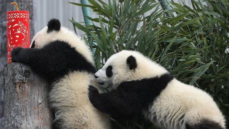 Playful Panda Cubs Enjoying Nature wallpaper