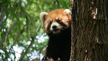 Charming Red Panda in Nature's Embrace wallpaper