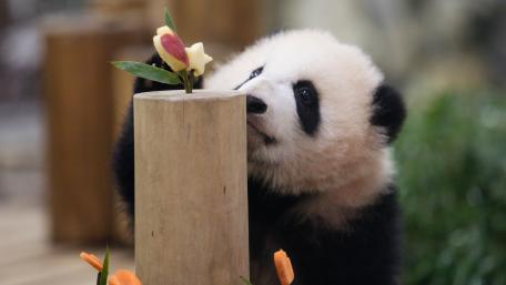 Panda's Peaceful Moment in Nature's Beauty wallpaper