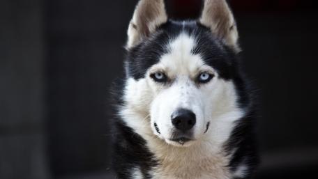 Mesmerizing Siberian Husky Stare wallpaper