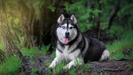 Majestic Siberian Husky in the Forest wallpaper