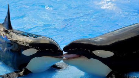Love orcas wallpaper