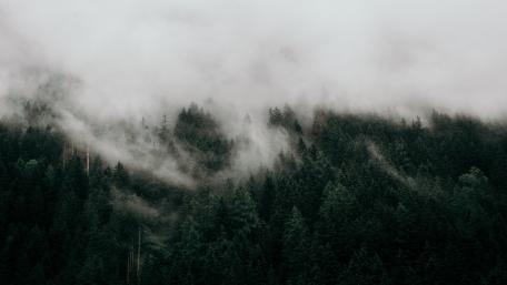 Enigmatic Foggy Forest Scene wallpaper