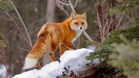 Fiery Fox in Winter Wonderland wallpaper
