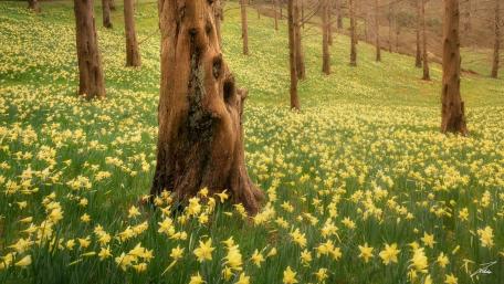 Yellow Flower wallpaper