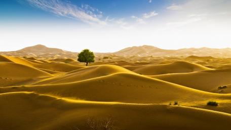 Lone Tree in Serene Desert Landscape wallpaper