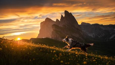 Dog wallpaper