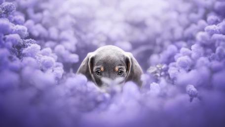 Dog Flower wallpaper