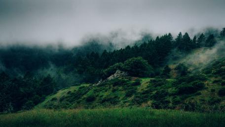 Misty Forest Morning wallpaper