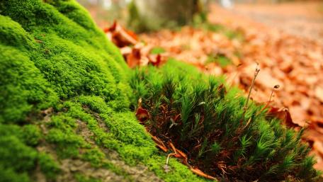 Lush Greenery Amidst Autumn Leaves wallpaper