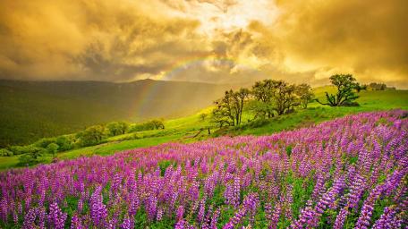 Sunset Rainbow wallpaper