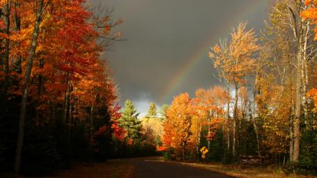 tree rainbow wallpaper