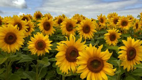 flower sun wallpaper
