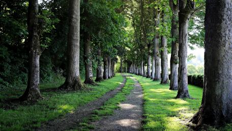 nature tree wallpaper