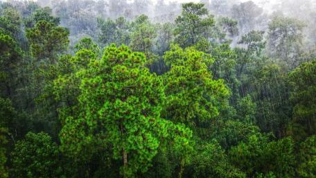 Tree nature wallpaper