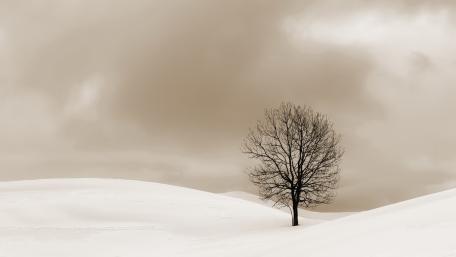 tree wallpaper