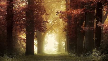 trees wallpaper