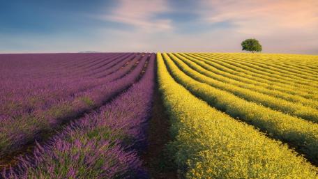 Purple Green wallpaper