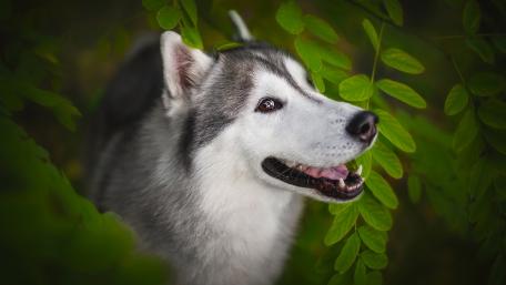 Husky Curiosity in Lush Greenery wallpaper
