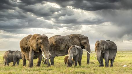 Majestic Elephants Under a Cloudy Sky wallpaper
