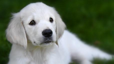 White Labrador Puppy on Green Lawn wallpaper