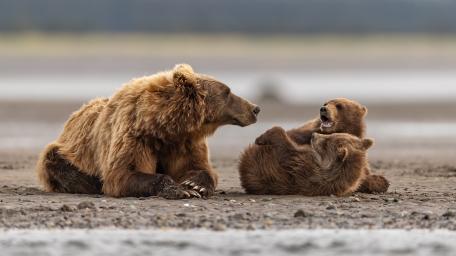 Joyful Bear Family Moments in Nature wallpaper