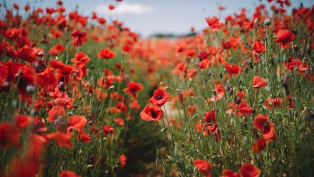 Vibrant Poppy Field in Full Bloom wallpaper