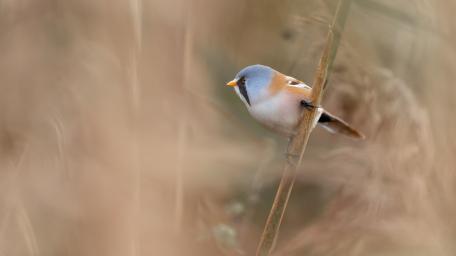 Charming Little Bird in a Gentle Blur wallpaper