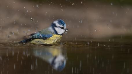 Lovely Bird in a Rain Shower wallpaper