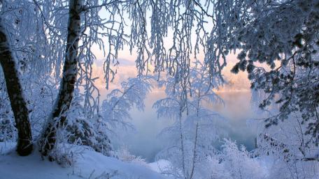 Winter's Tranquil Embrace wallpaper