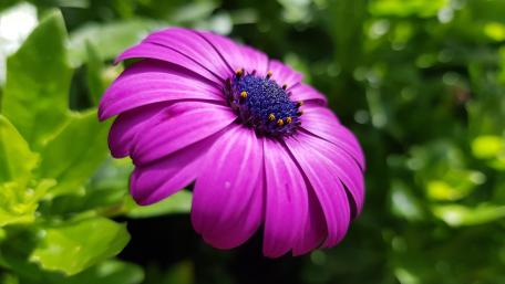 Vibrant Purple Osteospermum Flower Wallpaper wallpaper