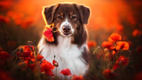 Puppy Among Poppies wallpaper