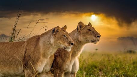 Majestic Lionesses at Sunset wallpaper