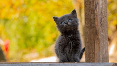 Playful Kitten in Autumn Colors wallpaper