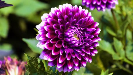 Vibrant Purple Dahlia in Bloom wallpaper