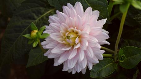 Delicate Pink Dahlia Blooming Gracefully wallpaper