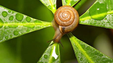 Charming Snail Amidst Raindrops on Leafy Greens wallpaper