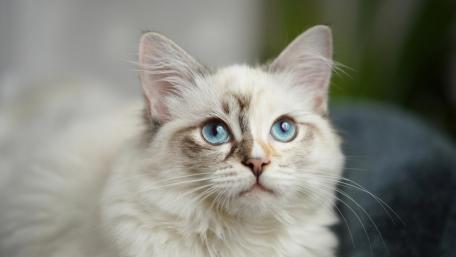 Cat wallpaper