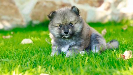 Adorable Pomeranian Puppy on Green Grass wallpaper