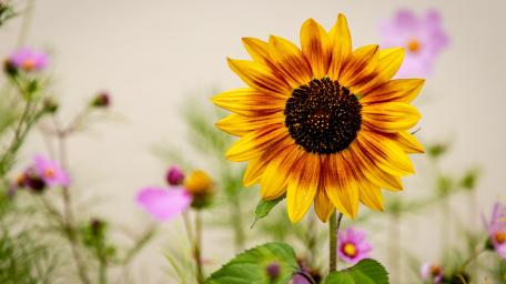 flower sun wallpaper